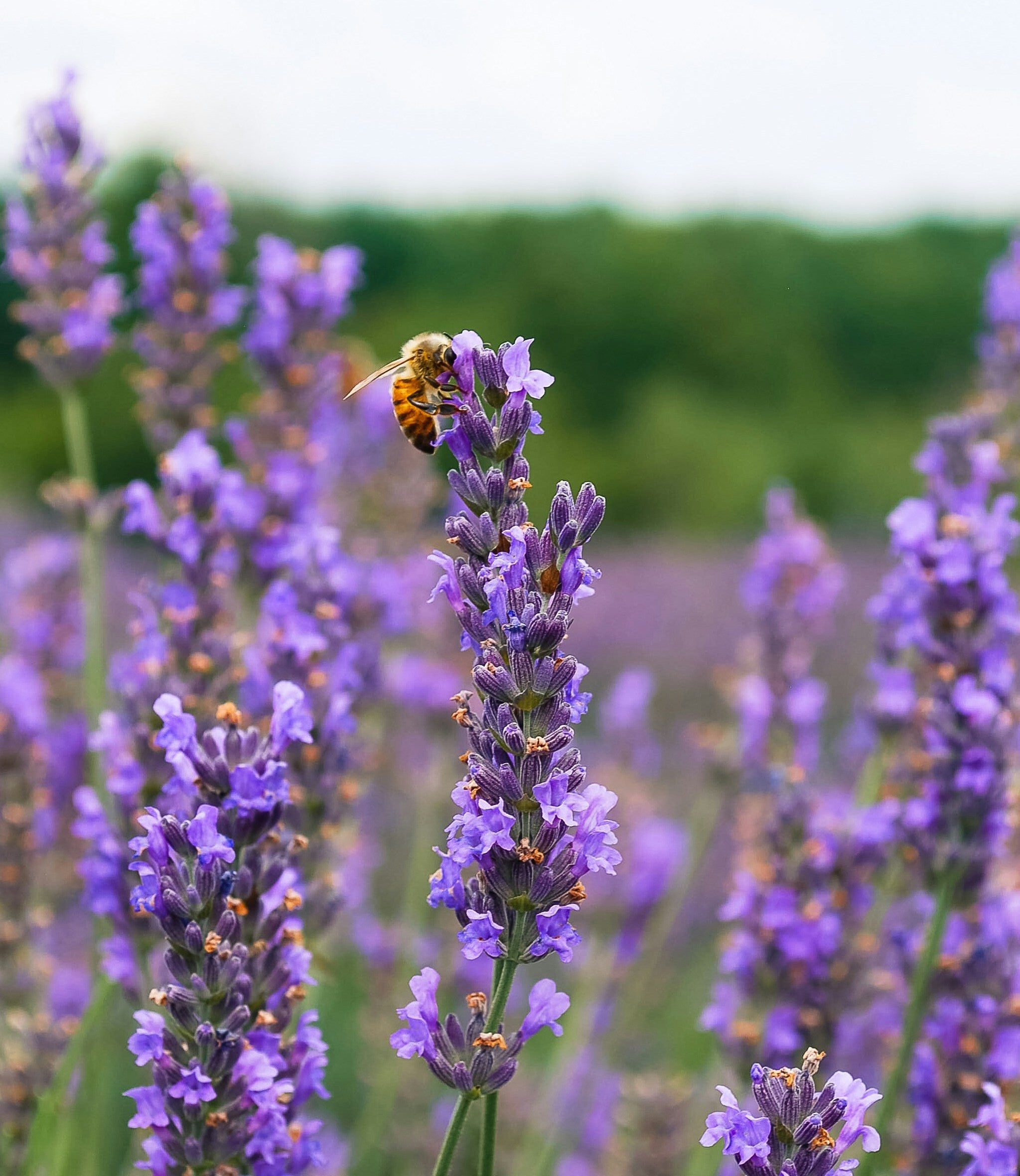 Honey Lavender Kombucha Rebel Kombucha