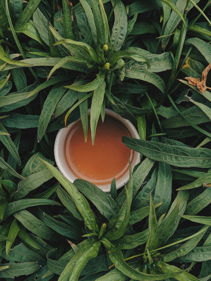 Ginger Green Tea Kombucha