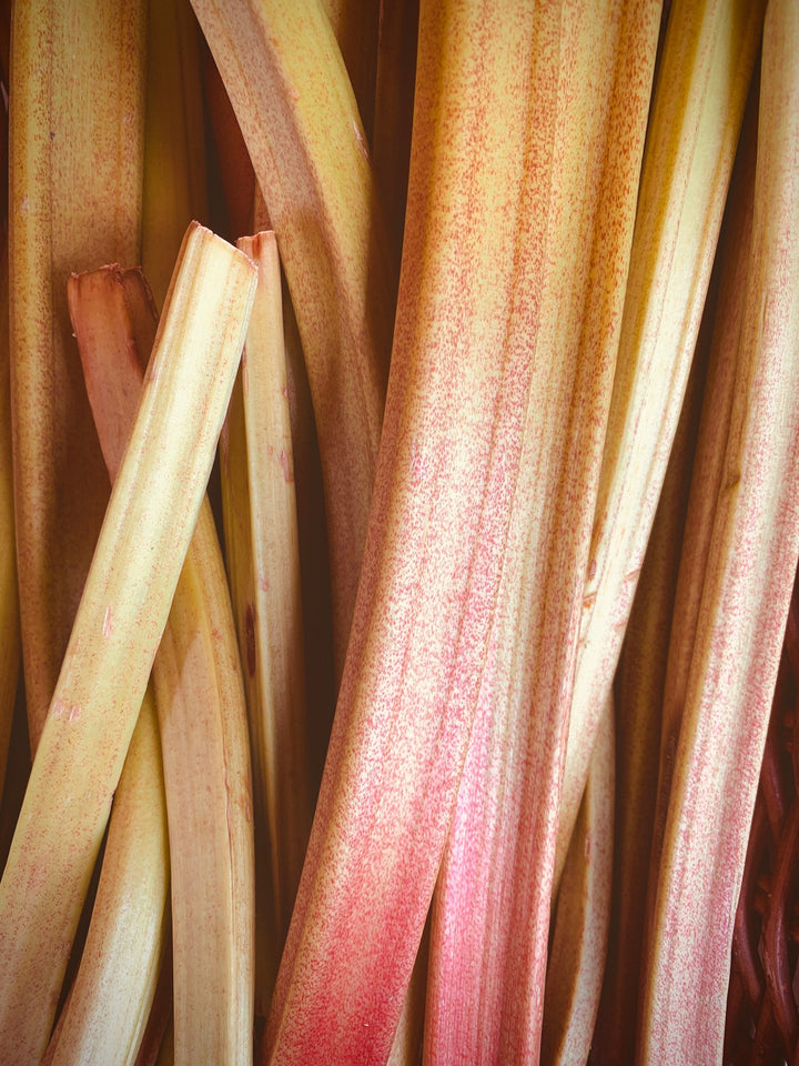 Rhubarb Vanilla Kombucha